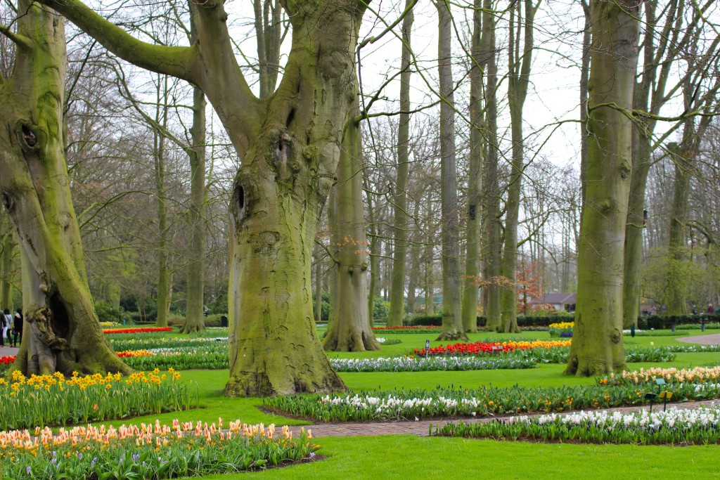 Keukenhof Holland, a view from the park bench