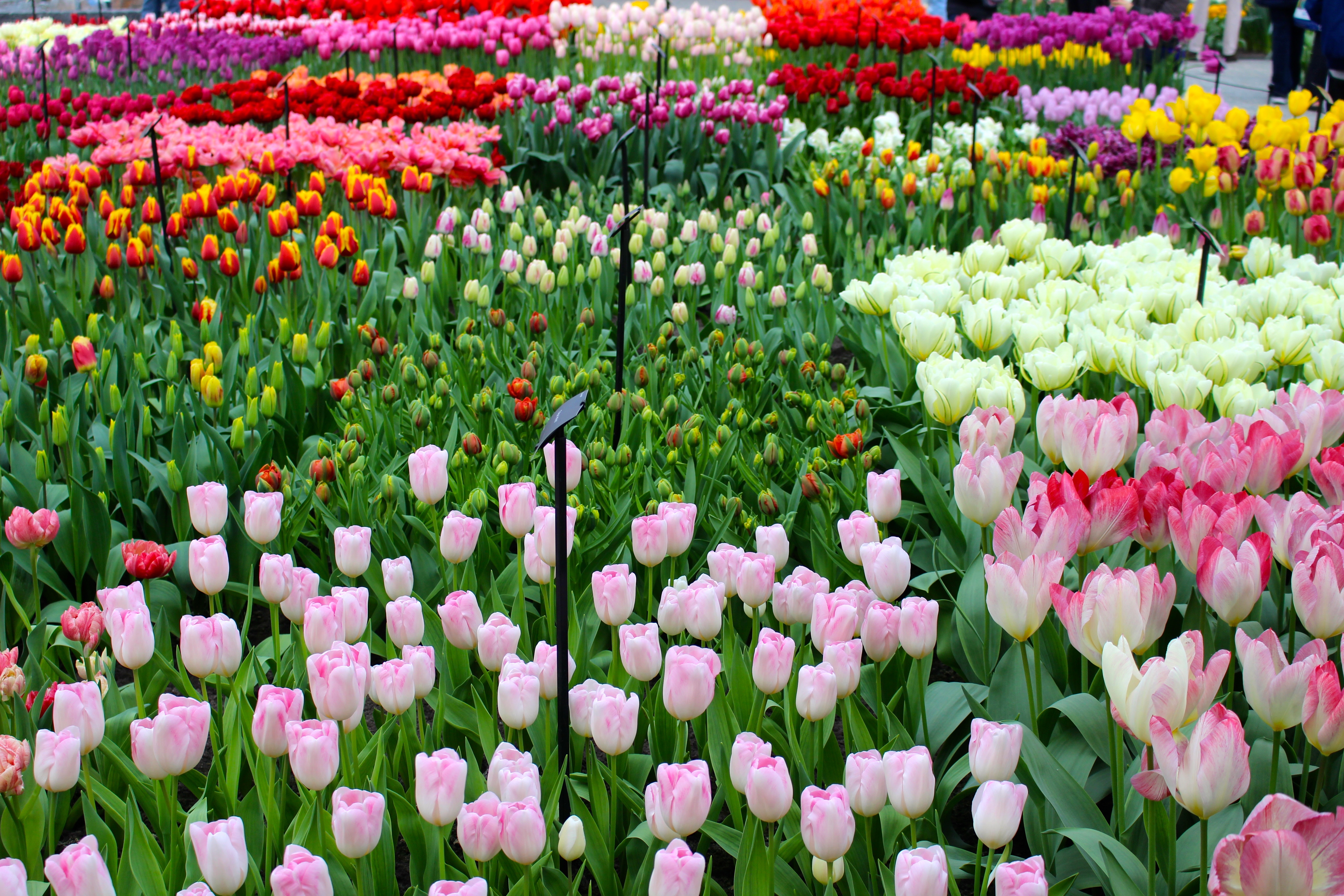 Rows and rows of tulips at the indoor gardens in Keukenhof Holland, the Land of Tulips