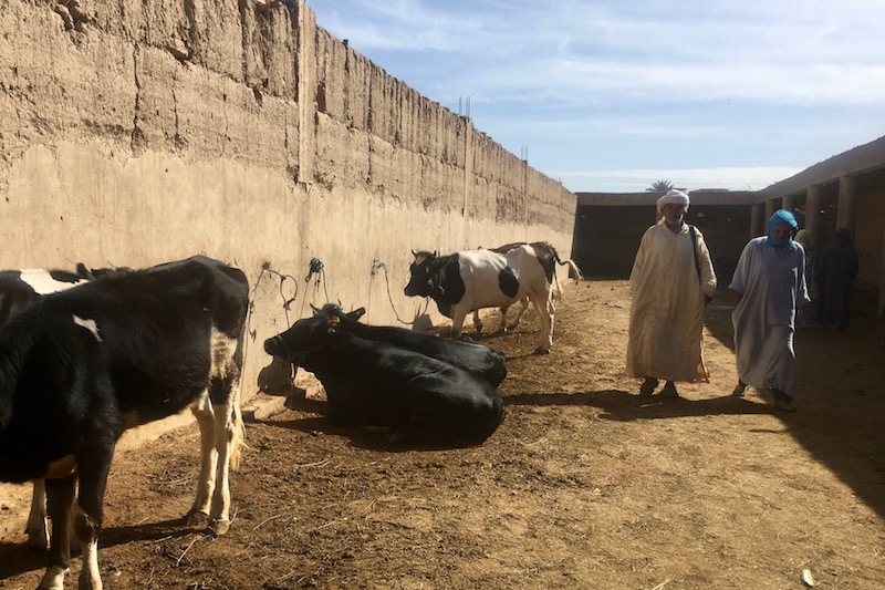 The Rissani market in Morocco