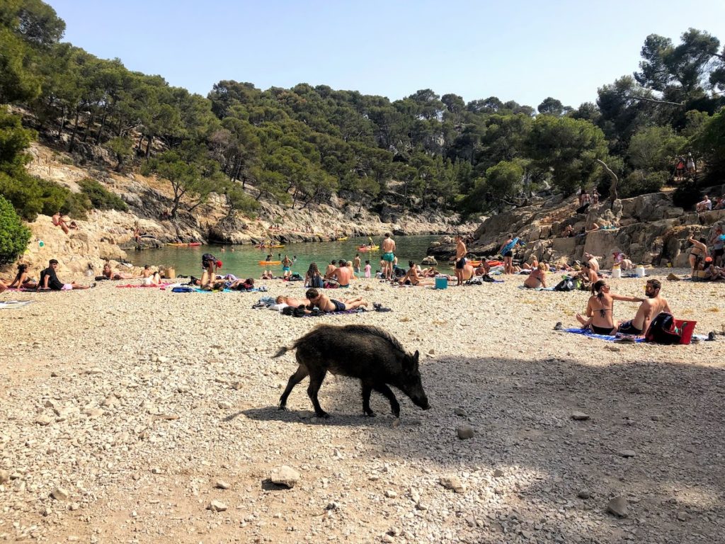 A wild boar roams in front of beachgoers at calanque de port pin, Cassis, France