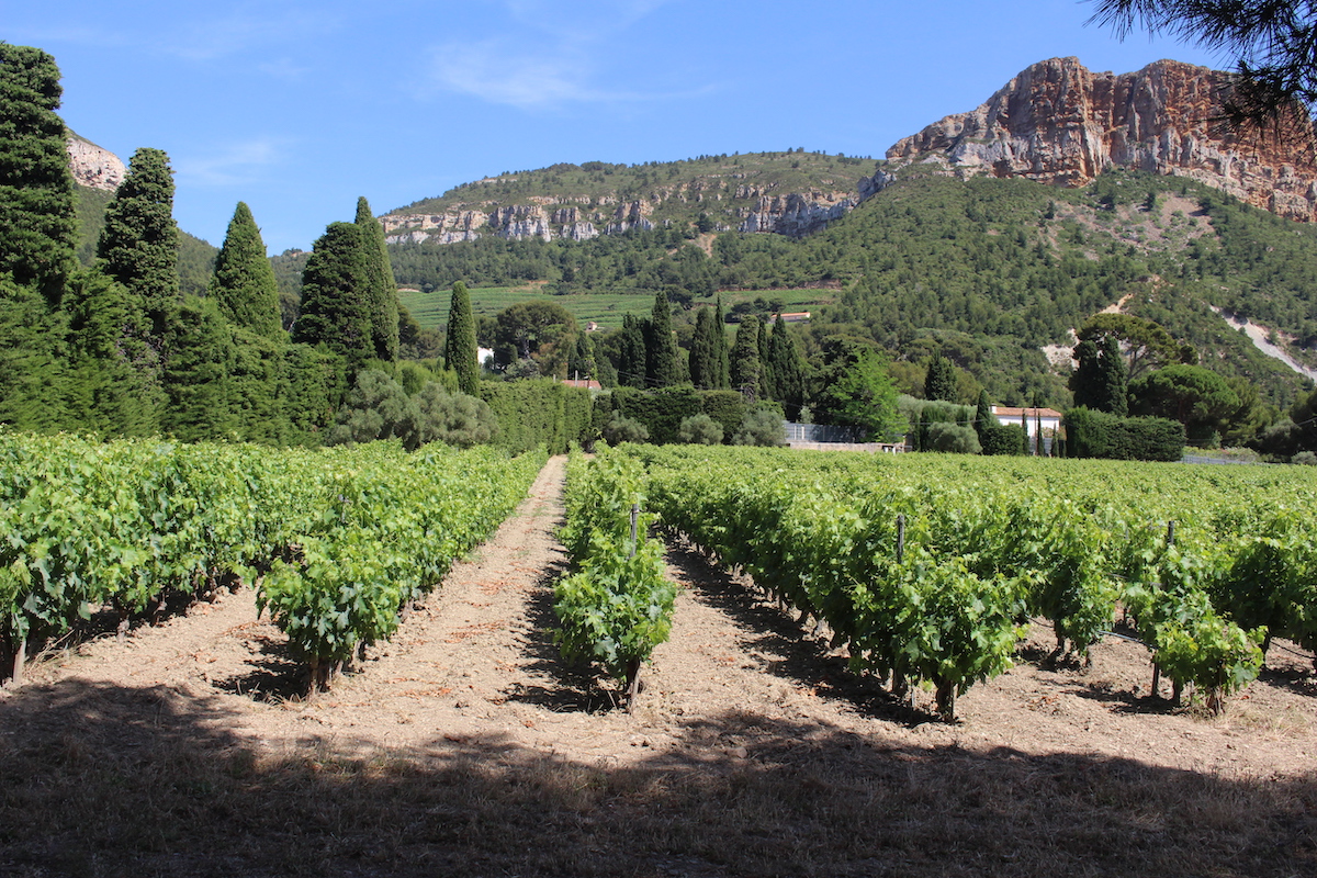 Wine tasting and vineyard visit on a warm day in Cassis, France