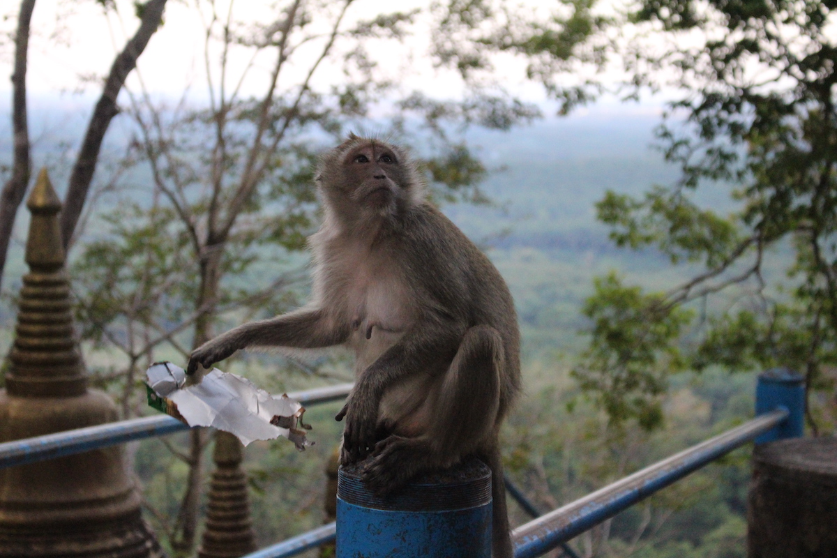 A monkey at the Tiger Cave Temple in Krabi, Thailand