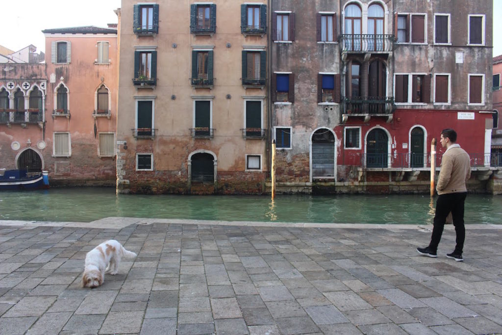A dog in the early morning in Venice during Carnival