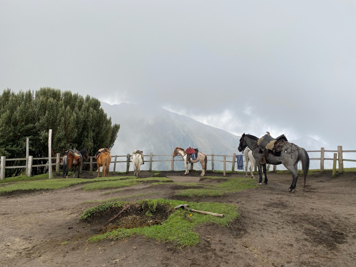 Horses on the mountains above Quito, from the TeleforiqO