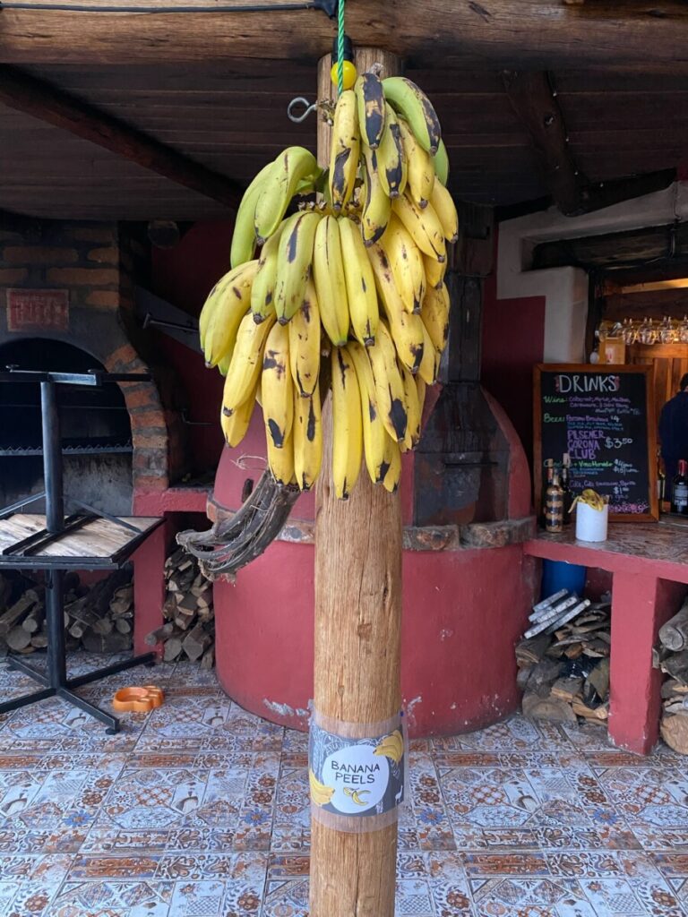 Fresh bananas hanging everyday