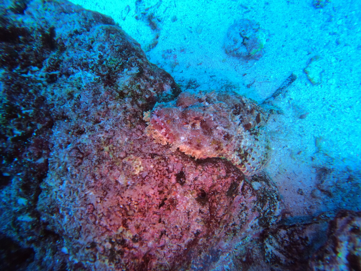 A scorpion fish disguised in the rock 