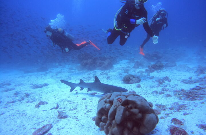 Group of divers with shark below