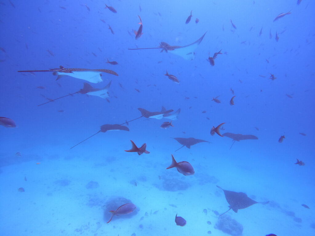 A school of rays