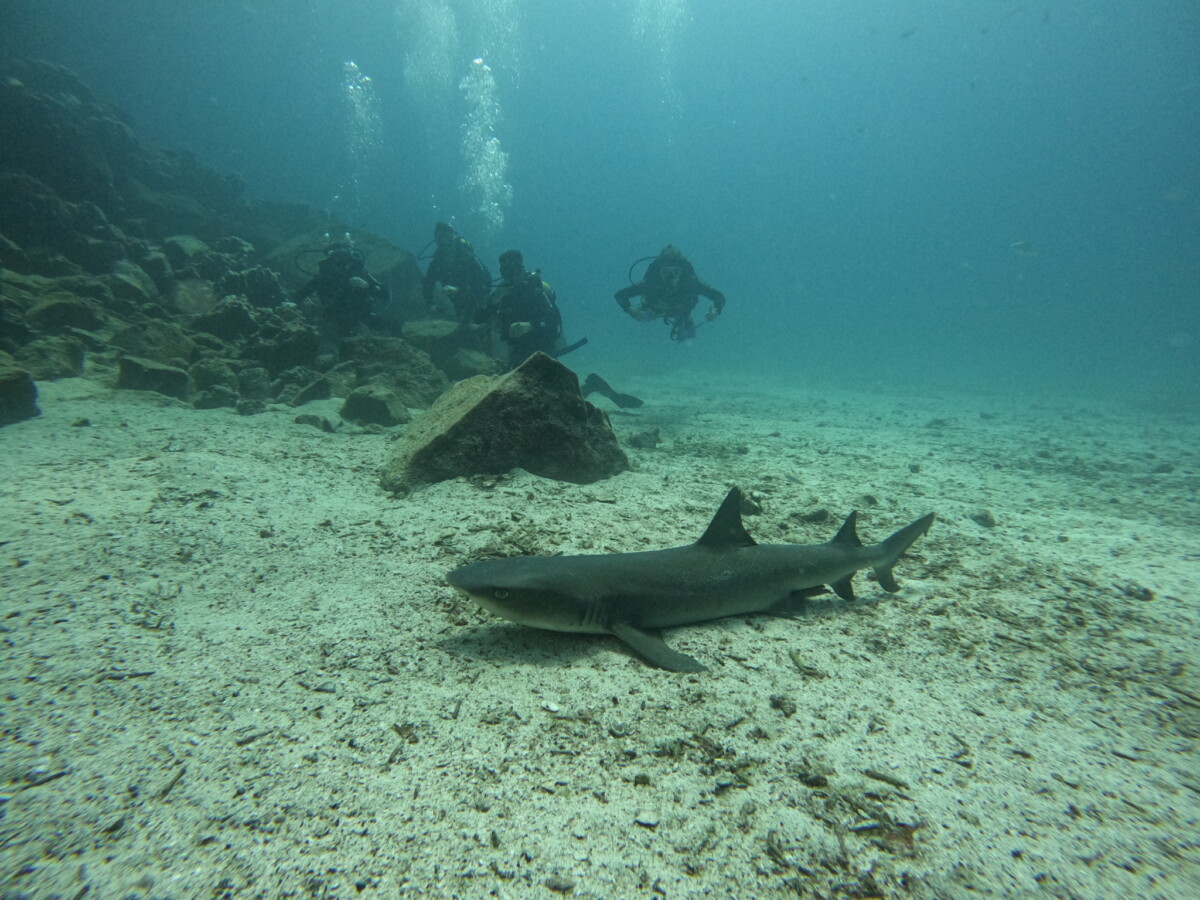 Shark at Mosquera Island