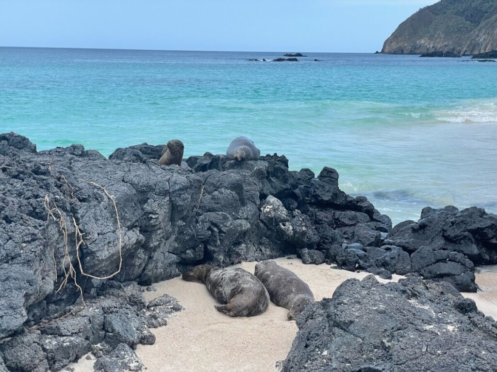 Sea lions at Playa Cerro Brujo
