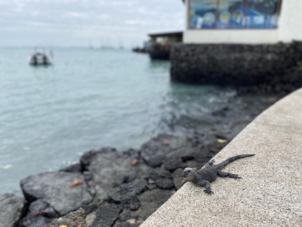 Marine iguanas are all over the island and especially love hiding and suntanning on the black rocks