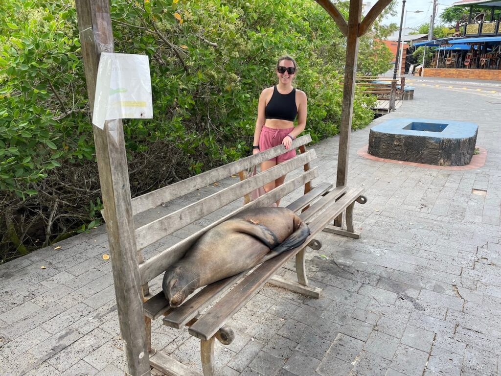 A famous sea lion lounging at the bus stop bench in Puerto Ayora