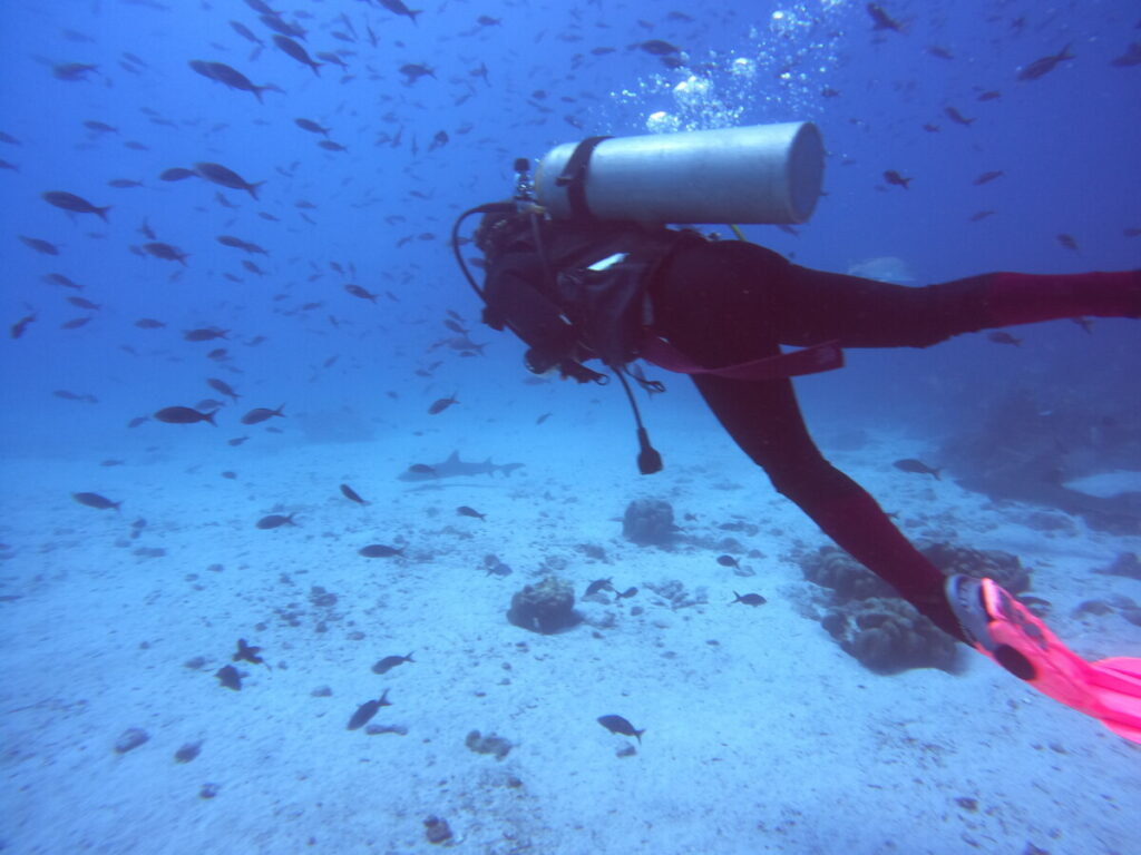 Diving in the Galápagos islands