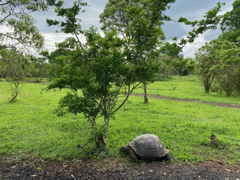 A giant tortoise at El Chato