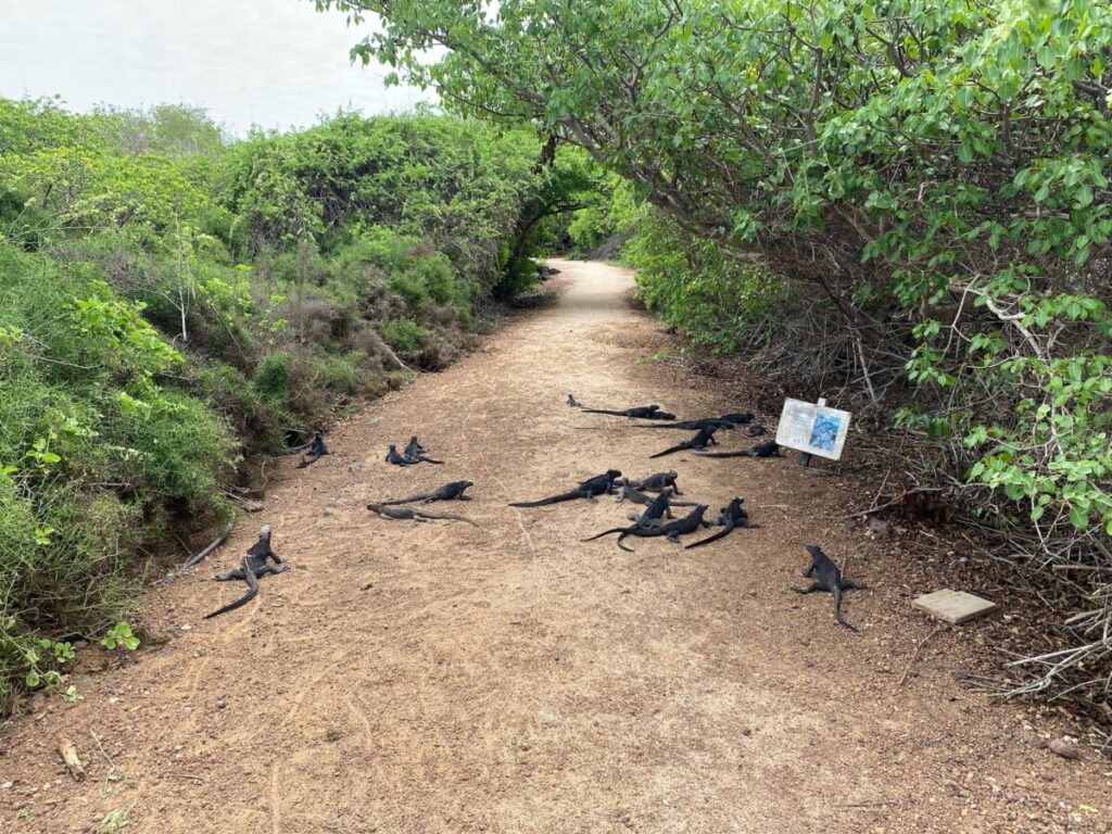The path covered with marine iguana on the walk to Playa de la Estacion