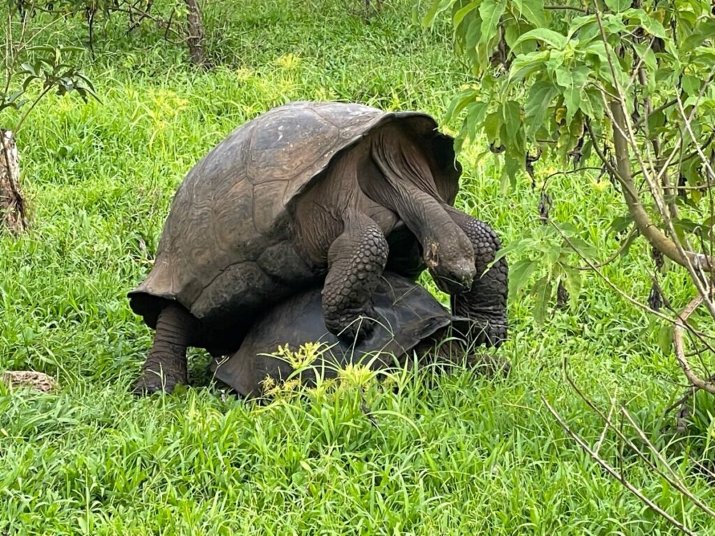 Two giant tortoises at El Chato mating
