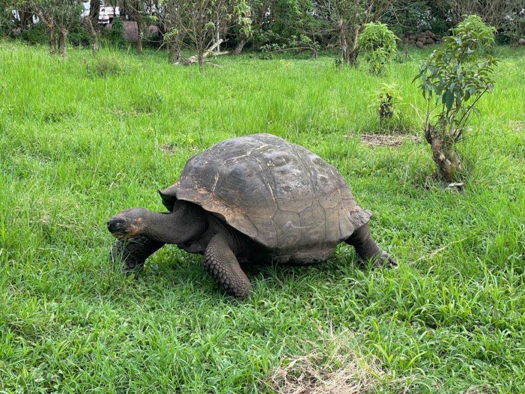 A giant tortoise at El Chato walking along the grass