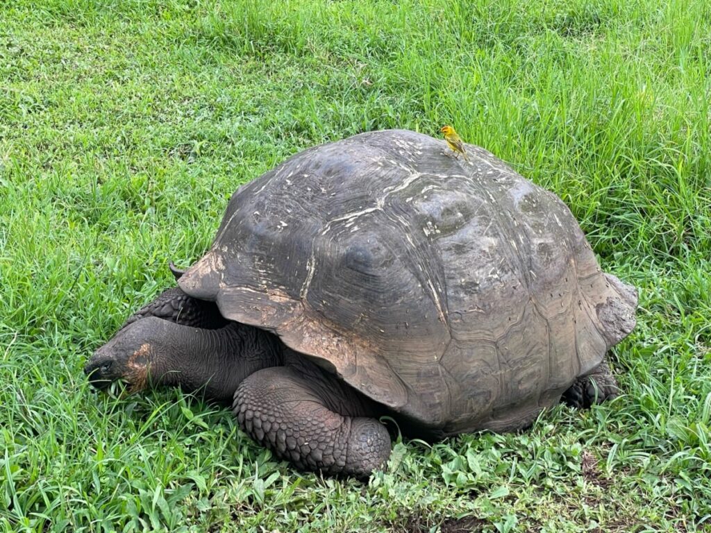 A giant tortoise at El Chato with a small yellow finch on his back