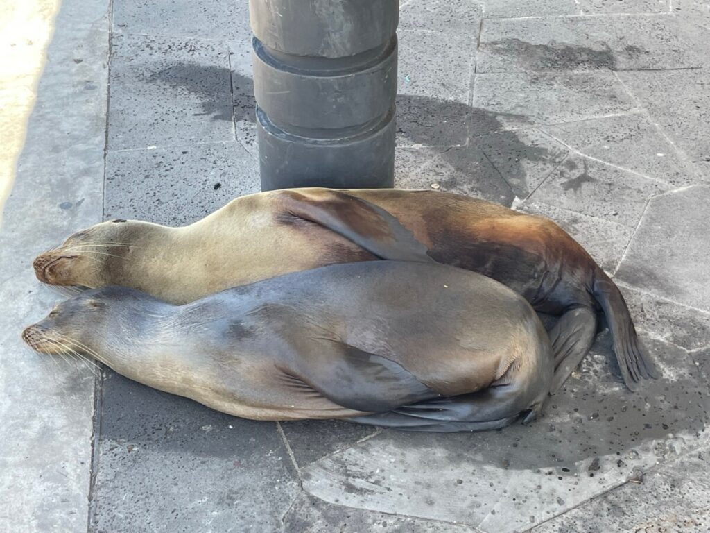 Two sea lions cozying up in Santa Cruz