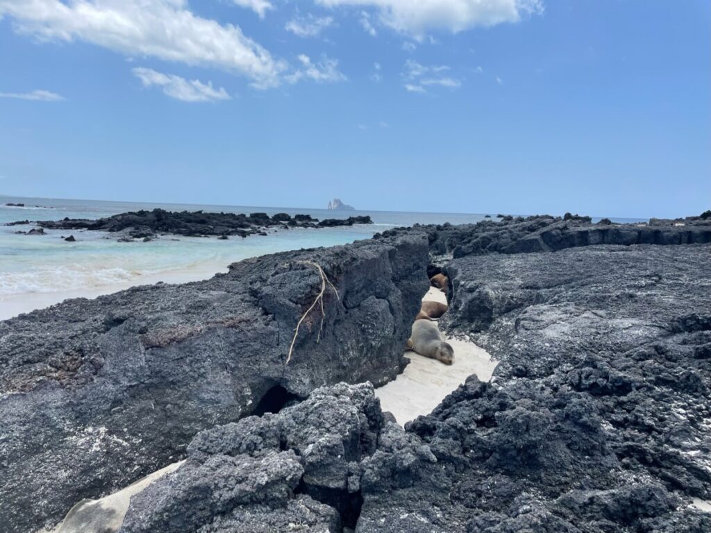 Sea lions hiding between the rocks at Playa Cerro Brujo