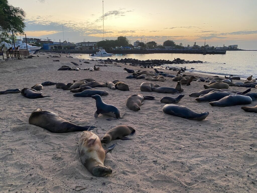 Playa Marinos covered in sea lions at sunset