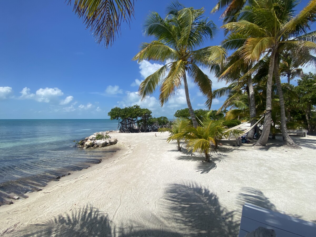 Crystal clear blue water, white sand a a palm tree in the distance