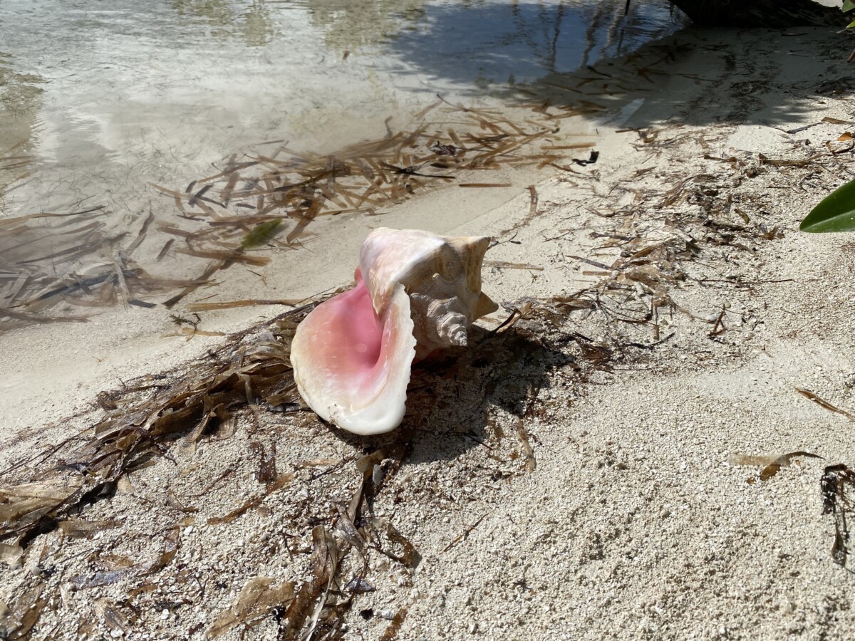 A pink conch shell on the beach
