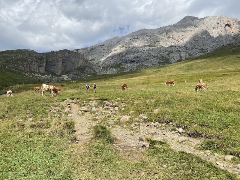 A view during hiking in the Dolomites with cows in the distance