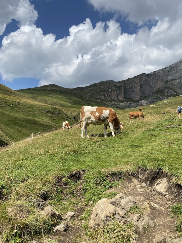 A cow seen during hiking in the Dolomites